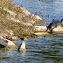 Les tortues sont nombreuses dans tous les canaux et "ponds" de la Floride.